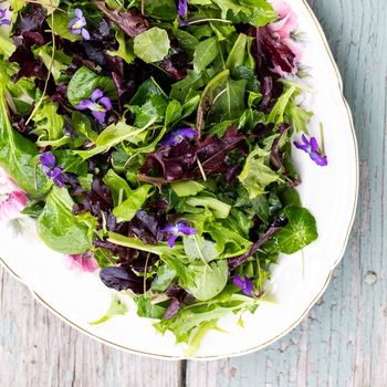 Herb Salad